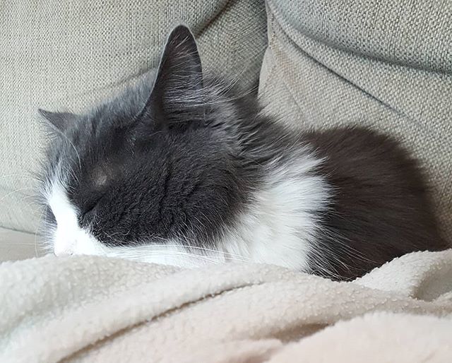 Ladyofthemess's tweet photo. Päiväuniaika 😽 #daynaps #kissa #cat #catlovers #sleepingcat #micuthecat #petlovers #cutenessoverload #catsaturday #catstagram #catsofinstagram #kissanelämää #catlife #lifestyleblogger #nelkytplusblogit #åblogit #ladyofthemess https://t.co/c5EpdAmAjs https://t.co/UCewOmxFfA