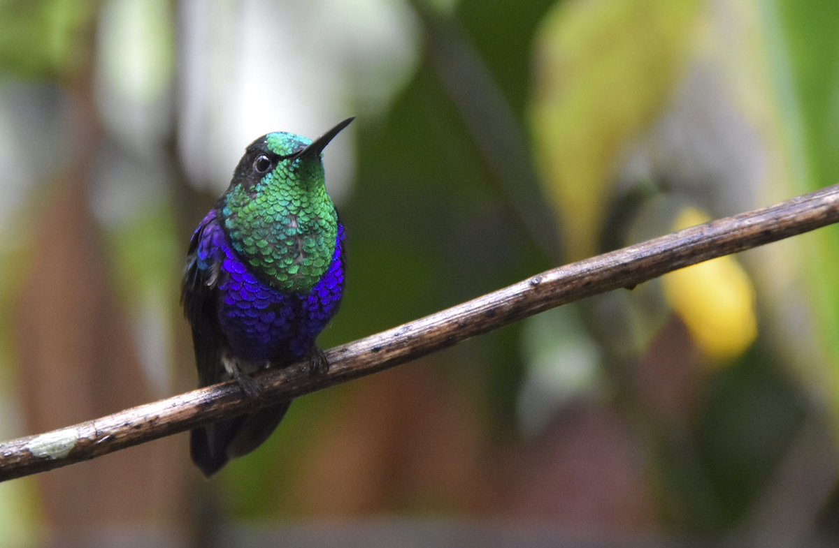 AntanasJL's tweet photo. ¡Cosa tan bien hecha!

(Thalurania colombica).

#Valle 🇨🇴 https://t.co/0jJUXJa1re