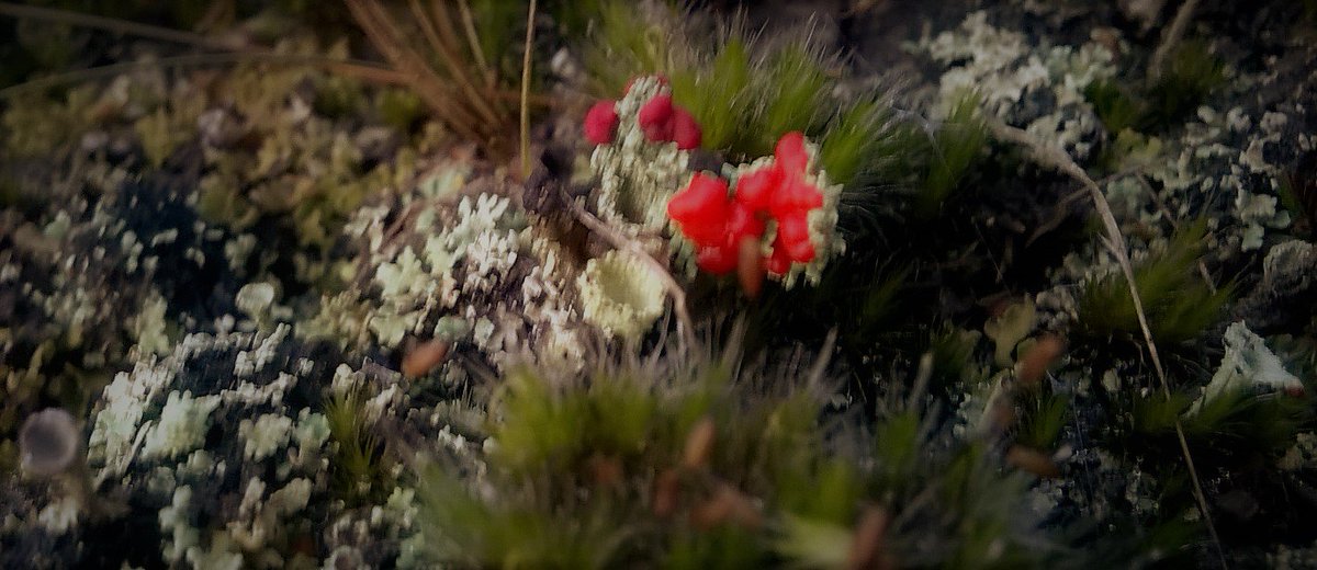 TelfBio's tweet image. Couldn't resist stopping by one of Telford's remaining heathland sites yesterday. Made some new Cladonia records for the borough and updated some Sphagnum squarrosum and fimbratum records - last recorded at the site 27 years ago - nice to see them still there... :)