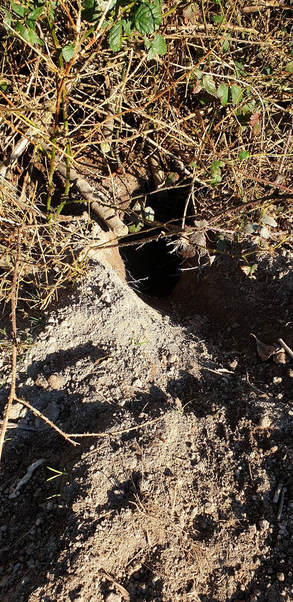 Who's house is this? <a href="/SurreyWT/">Surrey Wildlife Trust</a> <a href="/NaturalEngland/">Natural England</a> Fox or Badger?