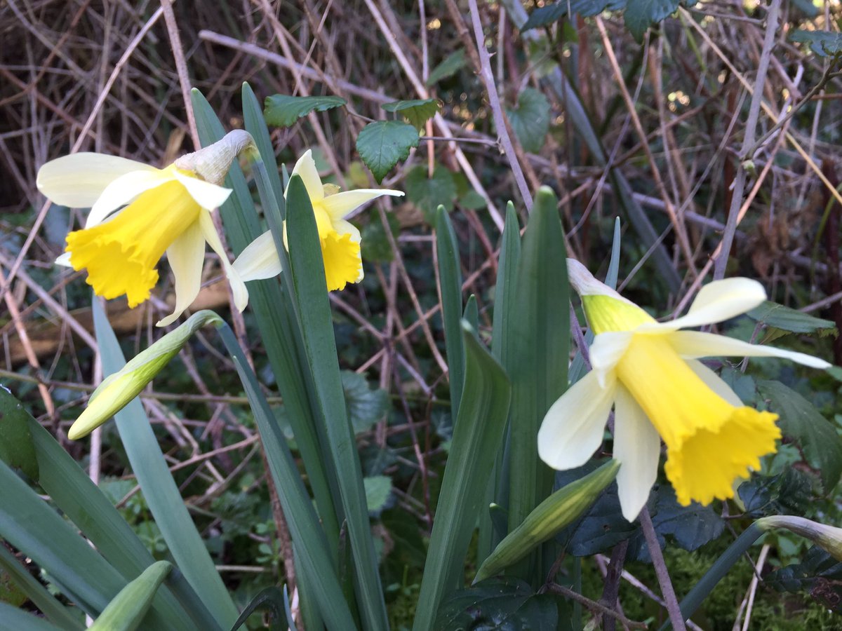 @My_Happy_Flower @pathavers @penny561helen @WildlifeMag If I am right, I am delighted to say that I spotted a wild British daffodil 🌼 called Lent Lily in The woods at #westonturvillereservoir today.