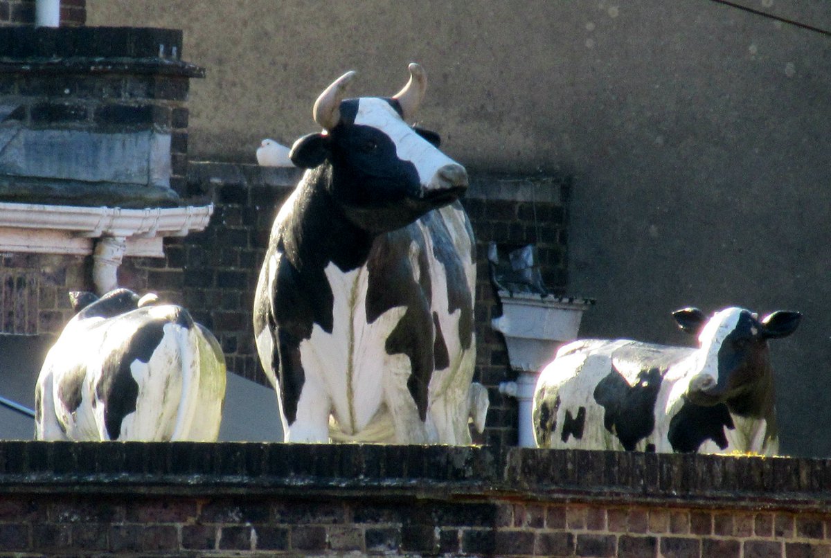 AboutEG's tweet image. East Grinstead's rooftop cows were enjoying this morning's sunshine.