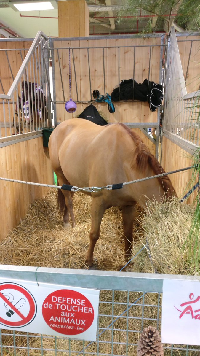 lecoinduhb's tweet photo. En direct du @Salondelagri ! 😁🐴

#salondelagriculture2019 https://t.co/e6xkvGakb9