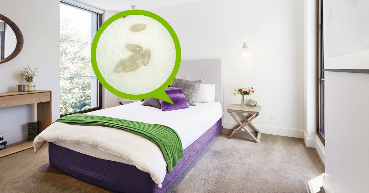 bug_proof's tweet image. It&apos;s easy to miss bed bug eggs when treating on contact. Target your treatment at bed bug nests and hiding spots for long-lasting results. 

#BedBug #PestControl #ProTip