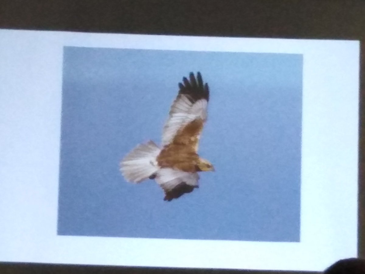 4peatssake2's tweet photo. Brave man😉 @GeoffCarrEco offered a few predictions of new breeding species into #SouthYorkshire Fingers crossed #raptors avoid #WildlifeCrime Shared nostalgia for some of the declining farmland species such as Grey Partridge @SorbyNatHisSoc 10th #SYNHD in Treeton Thanks to all👍 https://t.co/FBxvKwv0OU