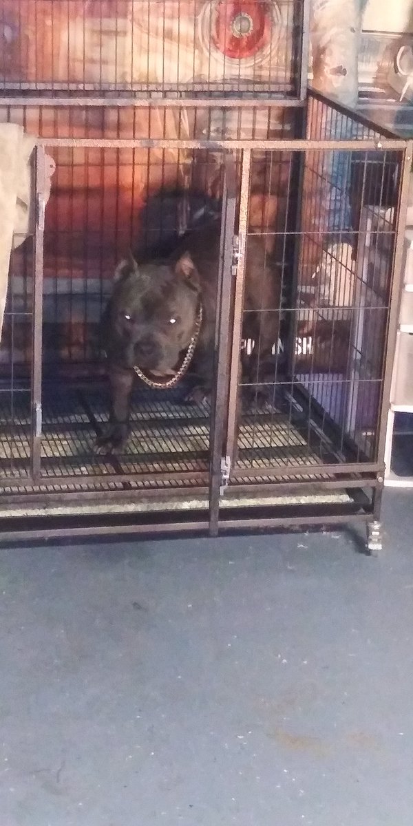 GoldstandardL's tweet photo. Shout out to Dorr Street Bullies
#bulliesonset #dogsoftwitter #dog https://t.co/ooDiJILJr4
