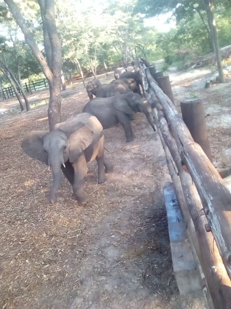 GreenGirlAfrica's tweet photo. Heartbreaking images of the 35 baby #elephants ripped from their family in holding pens in #Zimbabwe waiting for the journey to hell. Destined for #ChinaZoos as a way to allegedly pay off military debts to #China. https://t.co/wg4dD5jBKL
