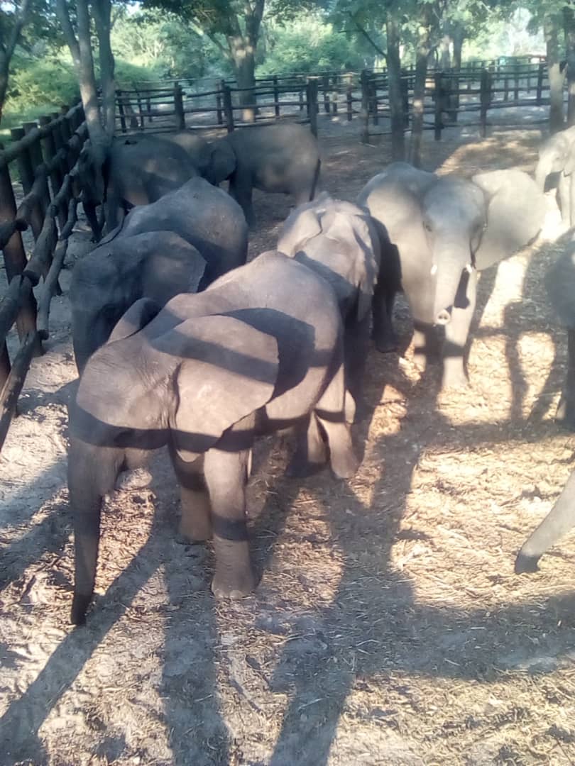 GreenGirlAfrica's tweet photo. Heartbreaking images of the 35 baby #elephants ripped from their family in holding pens in #Zimbabwe waiting for the journey to hell. Destined for #ChinaZoos as a way to allegedly pay off military debts to #China. https://t.co/wg4dD5jBKL