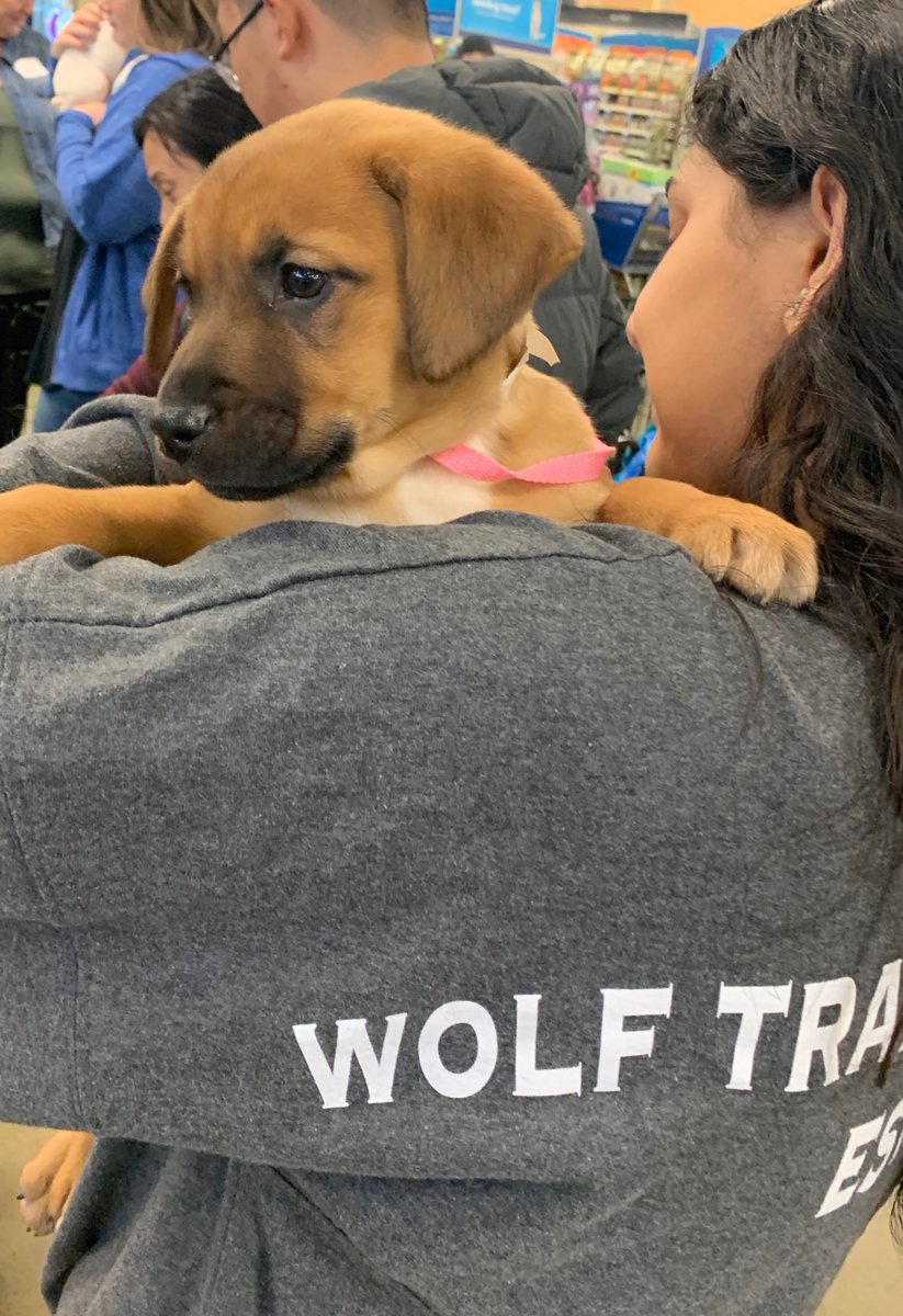 PetSmartChariTs's tweet photo. 44 adoptions just within the first hour in Tysons Corner, VA this morning! They still have a bunch of pets looking for their loving homes--like these adorable puppies! #PicMe https://t.co/1vpyO2oggy