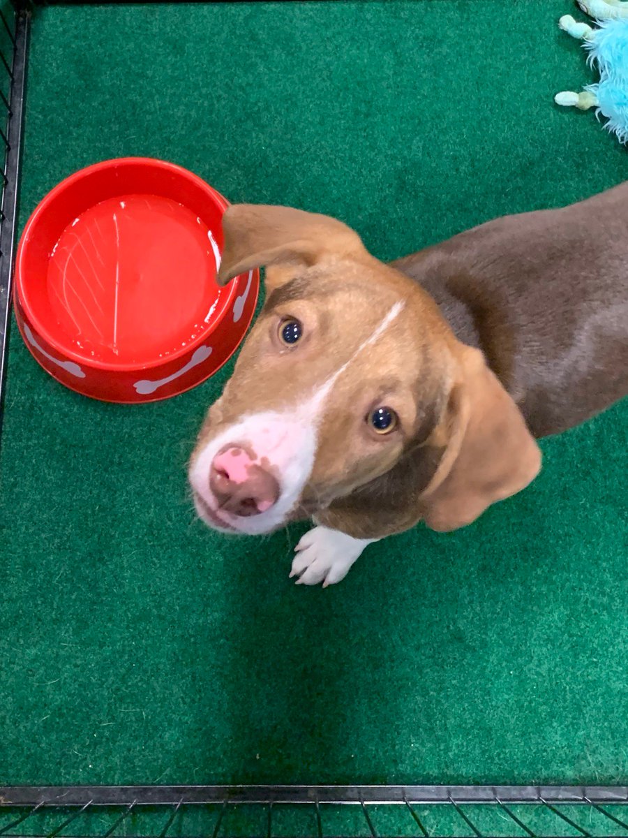 PetSmartChariTs's tweet photo. 44 adoptions just within the first hour in Tysons Corner, VA this morning! They still have a bunch of pets looking for their loving homes--like these adorable puppies! #PicMe https://t.co/1vpyO2oggy