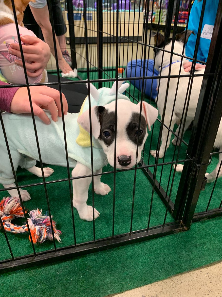 PetSmartChariTs's tweet photo. 44 adoptions just within the first hour in Tysons Corner, VA this morning! They still have a bunch of pets looking for their loving homes--like these adorable puppies! #PicMe https://t.co/1vpyO2oggy