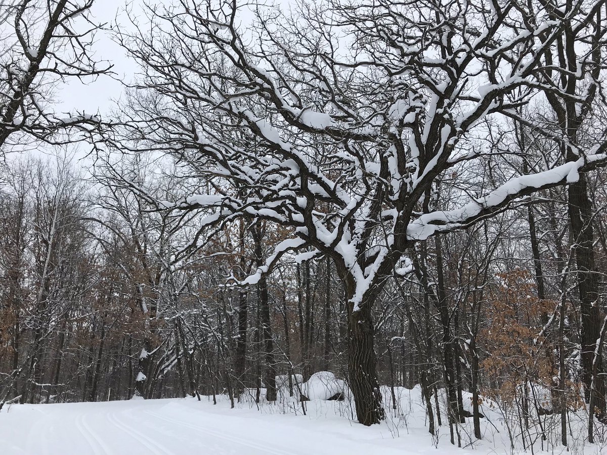 AnnWessel's tweet photo. Perfect XC #skiing conditions this morning on well-groomed #trails at @StearnsCountyMN Quarry Park @visitstcloud. #outdoors #winter #Minnesota #parks https://t.co/xYPJDW8fw9