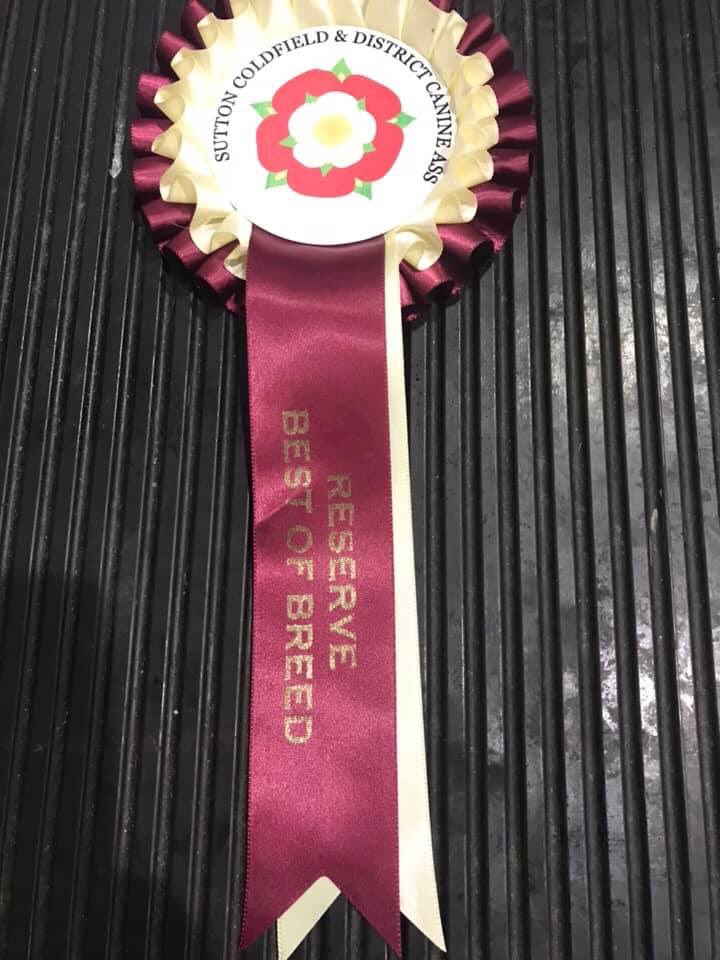 Silkcroft's tweet photo. Nikon wins RESERVE BEST OF BREED @Coventry & District CA #dogshow 2019! Well Done Nikon 🐶💪🏻✅ #scwt #iscwt #wheaten #softcoated #wheatenterrier #softcoatedwheatenterrier #dogshow #wheatensoftwitter #bbn #teamsilkcroft #coventry @Sportsconnexion https://t.co/dhyM3Ck5um