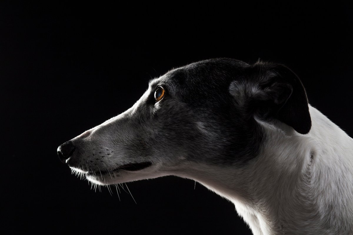 LanAlbaPham's tweet image. Maisie helped out on a photography project, focusing on ex racing greyhounds that found forever homes,  by @I_Cosma, part of a photography collective with an exhibition at St. Margaret's House in Edinburgh next month #AdoptDontShop #rescuedog #sighthound