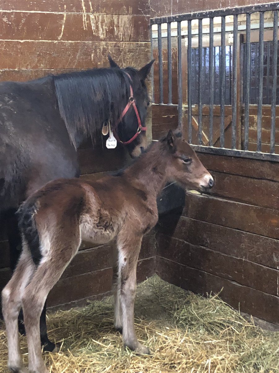 Midland Acres tweet media