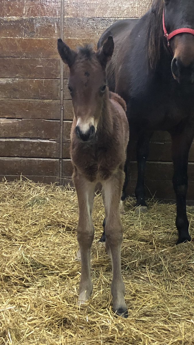 Midland Acres tweet media