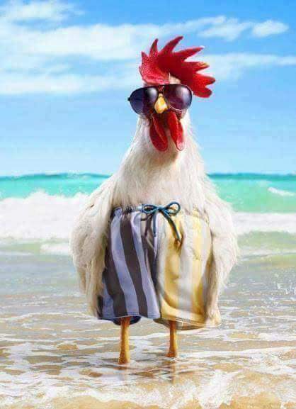 TonicaConLimon's tweet photo. Seis dias de playa + pileta, pero #Hermana1 apenas se mojó los pies 🙄 Necesito un ADN.
#MiramarFamilyPlan https://t.co/gTrtIQOD2Q