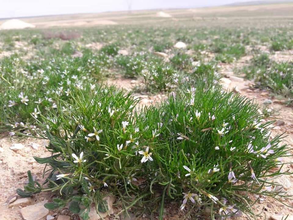 ابو سليمان (@abusuleman1133) on Twitter photo 