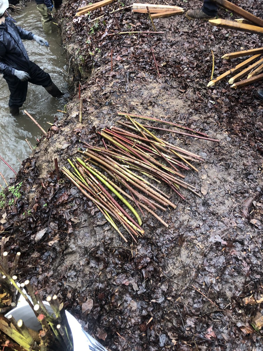 KassaKayla's tweet photo. First there were two, then there were 8. NCSU grad students showed great numbers volunteering for another stream restoration event today and had a blast in the rain. 
#GoPack #ncsubae https://t.co/l2azyboa58