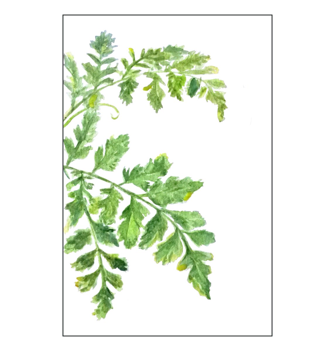 54/100 of #apaintingaday 
Today was a VERY happy day 🌞 🌞
#watercolor #painting #art #fern #artoftheday #paintingplants #creativebusiness #friend #100daysofart #