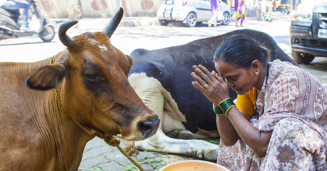 PkTimeline's tweet photo. A report finds that murders of religious minorities in India go unpunished.

At least 44 people, most of them, Muslims were killed in India in attacks led by so called cow protection groups between May 2015 and December 2018, said report of US-based Human Rights Watch. https://t.co/XOf3mGWeco