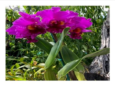 HSPLSHI_HIgov's tweet image. The #CommunitySeedLibrary is hosting a free workshop at the #KailuaKonaLibrary about orchid care on Saturday, March 2 at 10 AM. The program will be presented by Phoenicia Zeller who is a member of Orchid Growers of Hawai’i: librarieshawaii.org/event/caring-f…  #HSPLS #CaringforOrchids