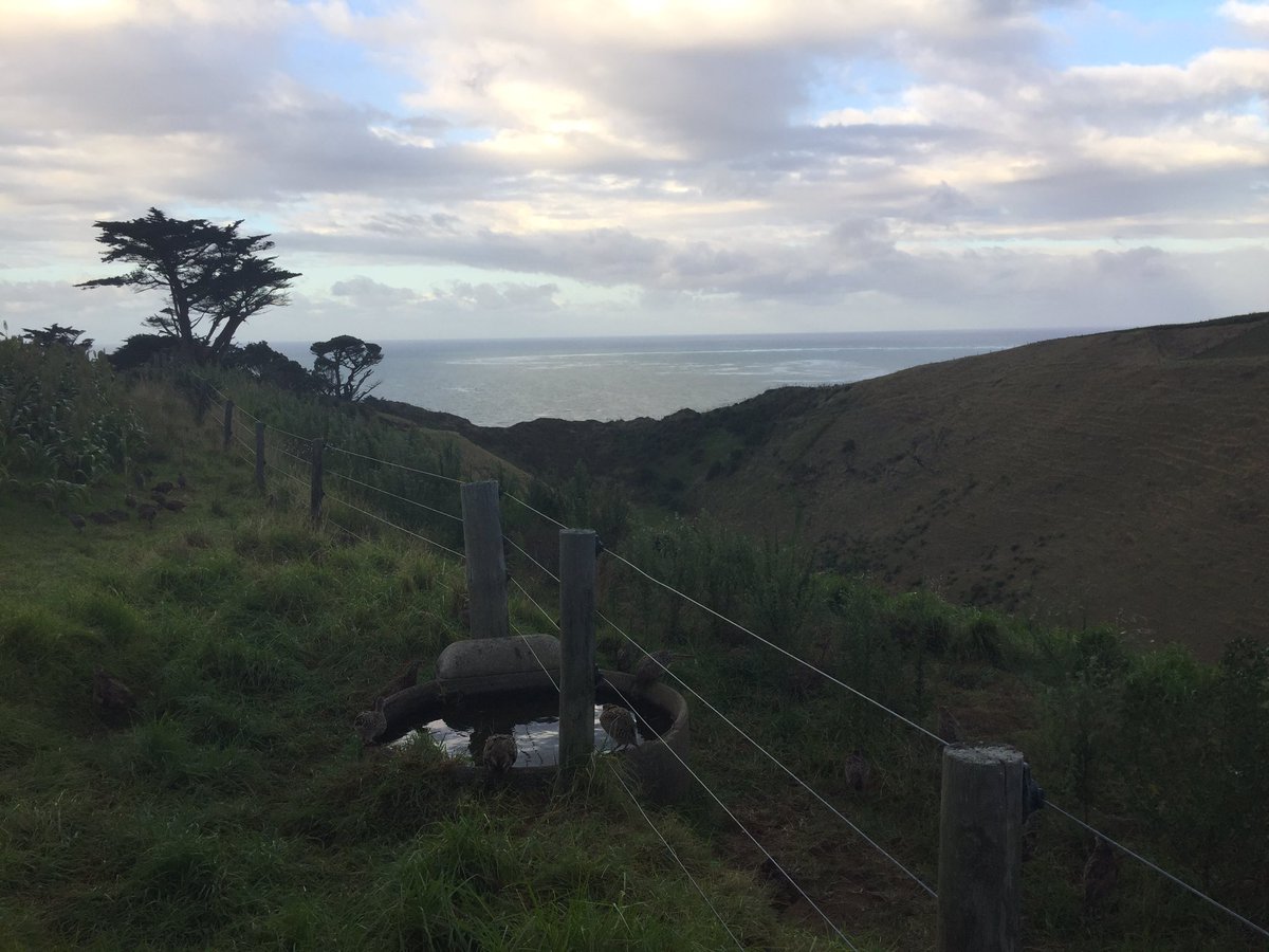 Jackdepledge's tweet photo. Mornings getting later now down under, a brighter spell after the dregs of a tropical storm. Change in weather after such a dry spell means Pheasants are everywhere 🙄👍🏼 #Pheasantsnotfriends #NZgamekeeping #cyclonenotsun https://t.co/P24JWragRL
