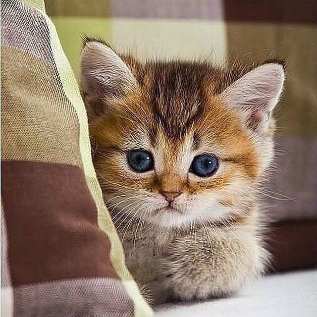 4TheAnimal's tweet photo. Gorgeous blue eyes!

#kitten #kitty #kittensofinstagram #catagram #catsofinstagram #welovecats https://t.co/2uFd67ovSE