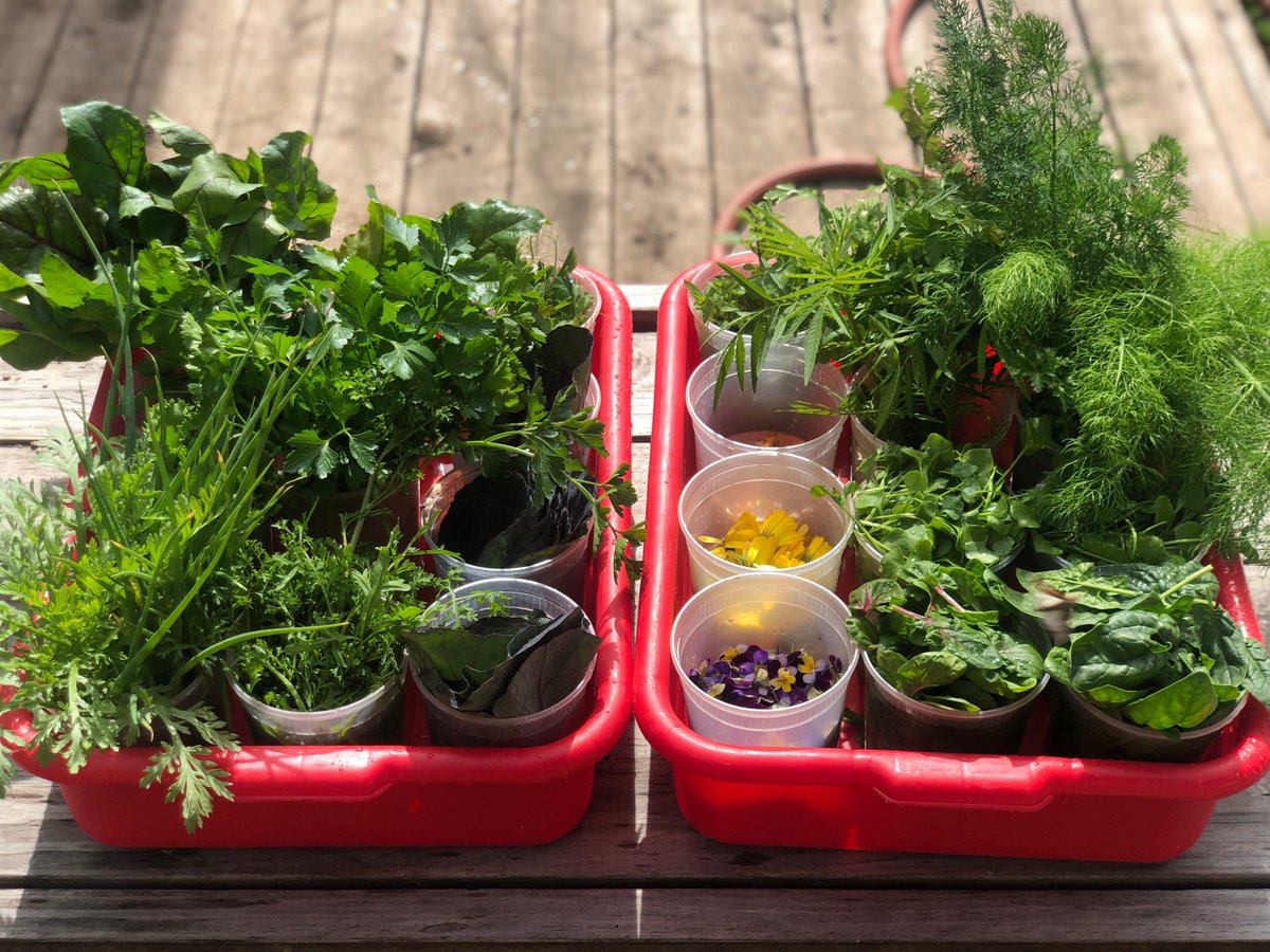 PitchforkPretty's tweet photo. just a typical morning harvest from the Pitchfork Pretty garden🎋🍃🍂
#everyday #foodgasm #backyardfarmtablesidecharm #glutenfree #vegetarian #veaganism #MakeItNice #austin360eats #garden #urbanfarm #austinfoodie #eastaustin #alldayeveryday https://t.co/j9xOt10Ugm