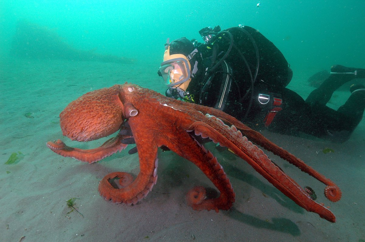 Q: How many giant Pacific octopuses live in the Puget Sound