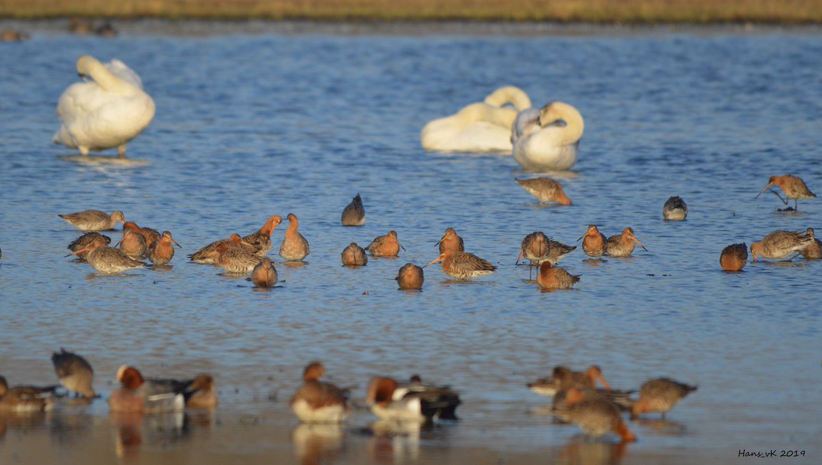 vogelsgezien's tweet photo. #vogelsgezien in #hetweegje daar is de #grutto weer te zien op hun #rustplek 120 stuks. Jaren geleden waren er ruim 3000 te zien op deze #verzamelplek. #birdwatching @waarneming #vogelskijken #volgdenatuur #birds #vogels #godwit https://t.co/rNNyFVwZMY