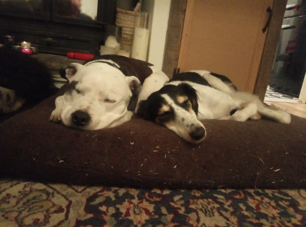 metalkennel's tweet photo. Well this is a new first ! Heads together sleeping ! https://t.co/ki0MwErKmv