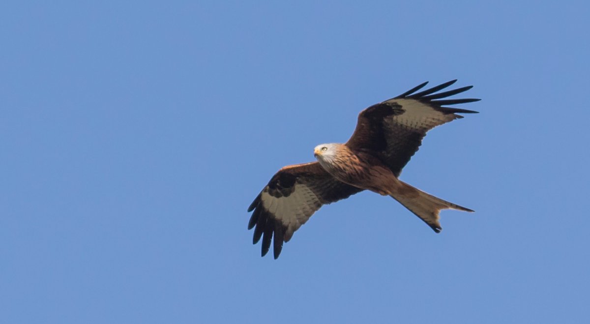 TRPICS1's tweet photo. A glorious spring day day walk @StamfordUK and treated to a Red Kite fly past, perfect day.  @LincsSkies #ThePhotoHour https://t.co/TdAEJbBdWL