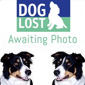 #LOST LADY SHES STILL NOT BEEN FOUND 😪
female #ESS blk&amp;wh adult OWNERS ARE HEARTBROKEN they're searching but no sign 😨
18/2/19 where is she? #missing from #BlackwellGrange #Golfclub #Darlington #DL1 
doglost.co.uk/dog-blog.php?d…