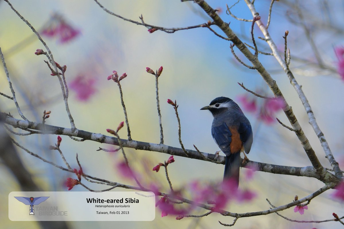 taiwanbirdguide's tweet photo. Cherry blossom attract lots of birds
photo by GN Shie
#whiteearedsibia #taiwanendemicspecies #TaiwanBirdGuide #Taiwan #Bird #Birding #Birdwatching #Birdtours #birdingtaiwan #Birdingintaiwan #birdphotography #birdingtour https://t.co/ofmUfjtU8i