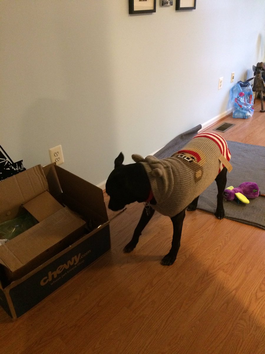 The1Planner's tweet photo. Another special 📦 delivery for our 🐶Molokai! I have turned into a crazy dog lady and I love it!! 😬 @Chewy #iadopted #BlackDog_IRL https://t.co/77rrJwOMoh