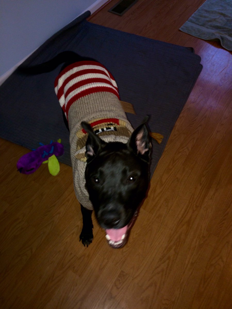 The1Planner's tweet photo. Another special 📦 delivery for our 🐶Molokai! I have turned into a crazy dog lady and I love it!! 😬 @Chewy #iadopted #BlackDog_IRL https://t.co/77rrJwOMoh