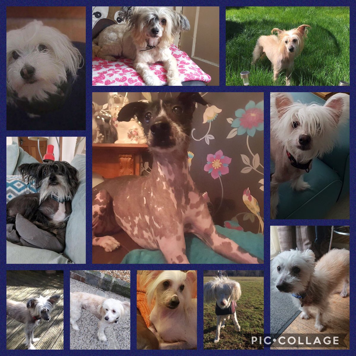 CCCGBR's tweet photo. https://t.co/iVE2eubQrn our wonderful dogs all looking for a forever home 🏡🐶❤️ #TeamZay #ItsAllAboutTheDogs https://t.co/wBK3s679WV
