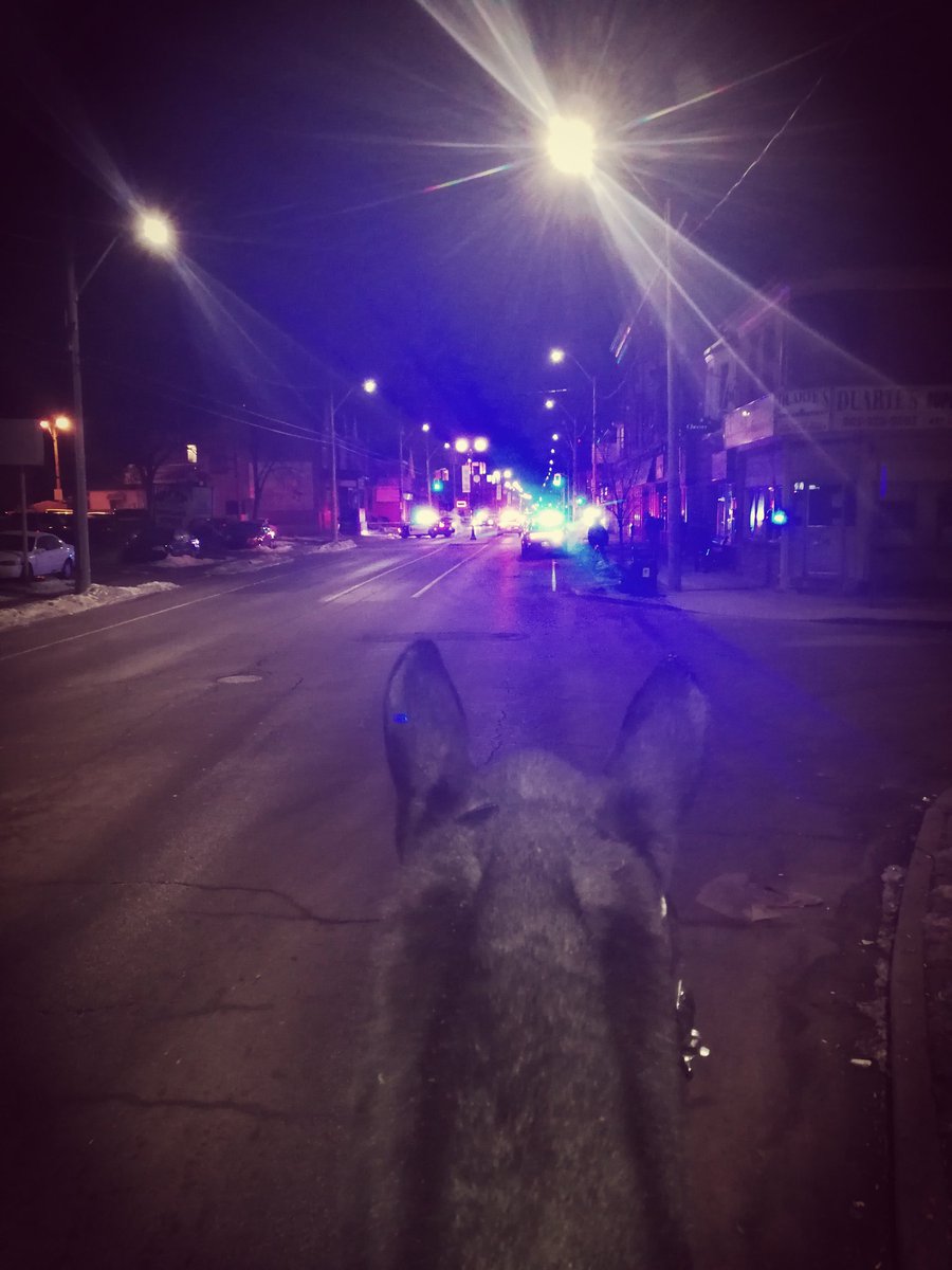 HPS Mounted Patrol on Twitter: "#RHLI and #Barron were in the area of the shooting last night. #Barron keeping a watchful eye on all the flashing lights. https://t.co/SgyKZhXYKu" / Twitter