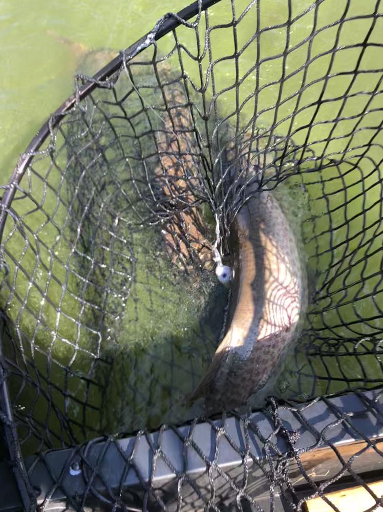 GBMusky's tweet photo. September is my favorite time for trolling on Green Bay, what a 5 hour trip! When one client is fighting a decent fish and a second #MojoMuskyTrolling Rod loads up. 98 1/4” in the net!! #StCroixRods #BestRodsOnEarth #GB_Esox #FullyInvolvedMuskyAd...  #stcroixrods #bestrodsonearth https://t.co/ruxXp5OkPE
