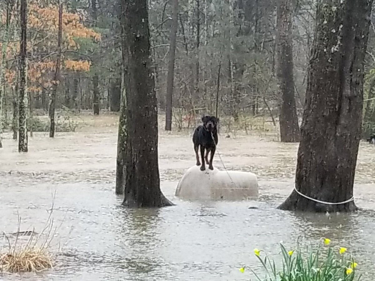 Knoxville_PD's tweet photo. Knoxville Police Department Animal Control Officers have rescued several animals left chained and stranded due to flooding. Please remember your pets and make arrangements for their safety. https://t.co/W3wYwh4dk9