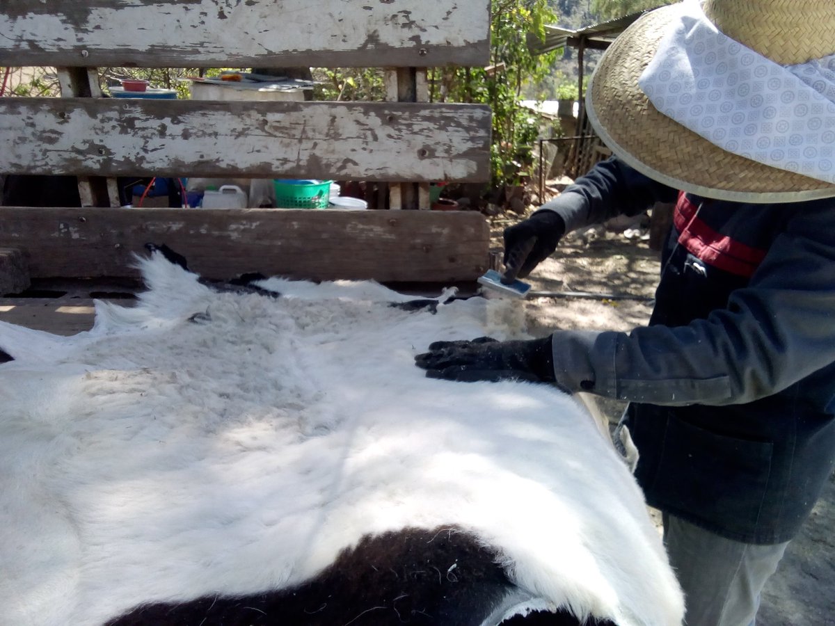 LauraMo15509334's tweet photo. #extensionismoHidalgo capacita en curtido de pieles, estrategias en beneficio de nuestros productores que son el motor del campo hidalguense, San Lorenzo, Cuautepec.
@Car_Muniz
@ecarizpe
@SEDAGRO_HIDALGO
@EduardoVM19
@crpachtula
@jvfalcon2
@chimalisra https://t.co/Ae3fXyv34j