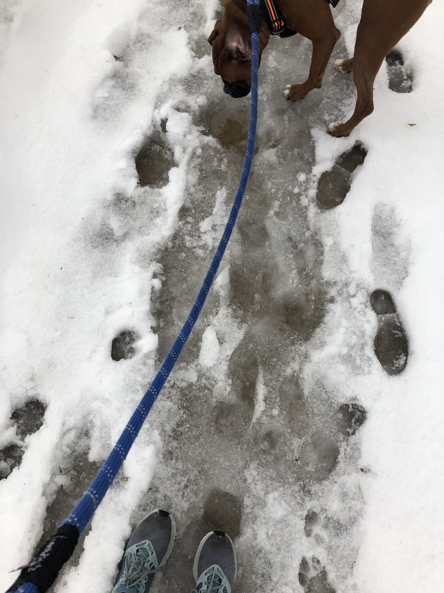 emilythemu's tweet image. Indy and I have adopted the USPS motto this winter... #running #dogswhorun #wetshoes