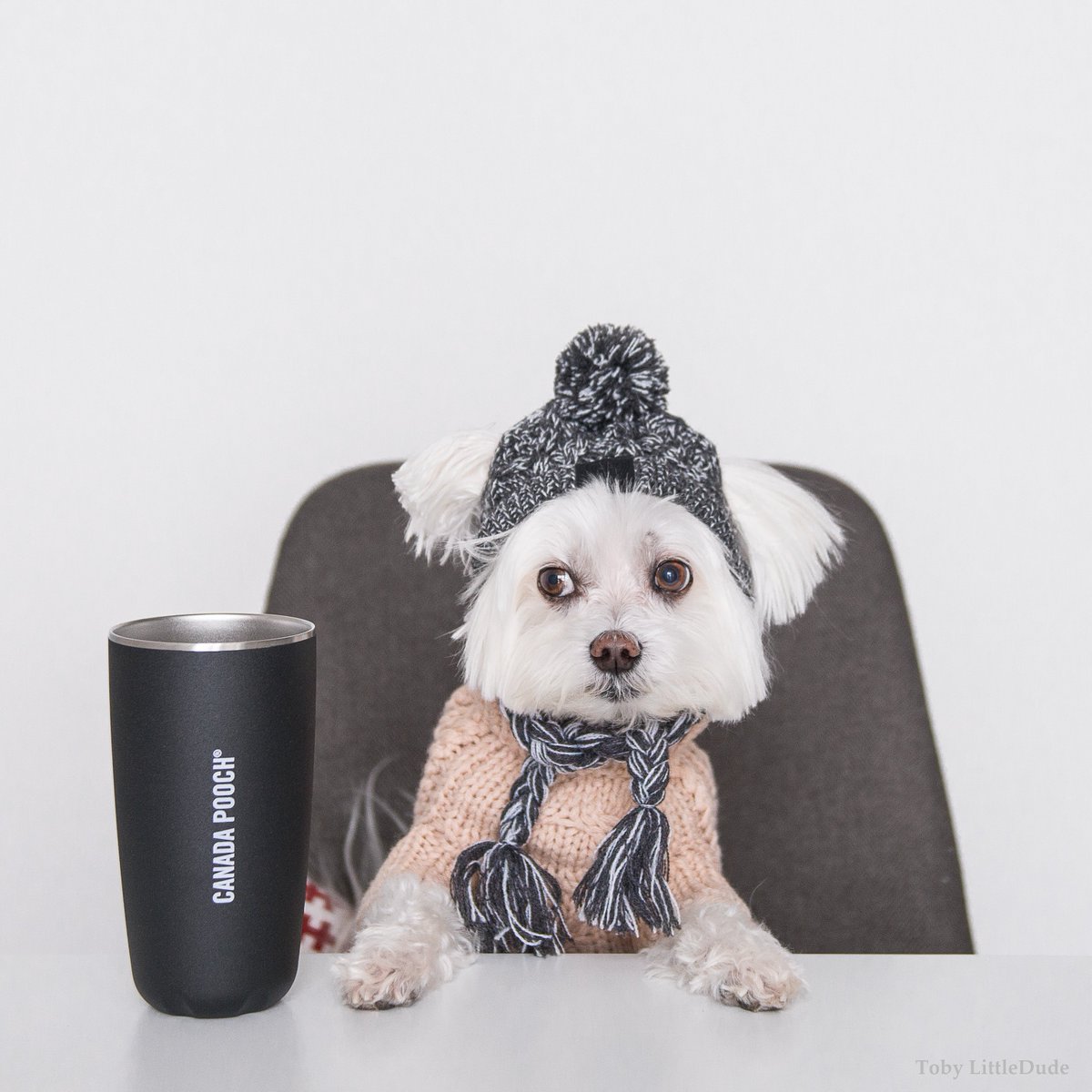 Waiting for the caffeine to kick in...
____
<a href="/CanadaPooch/">Canada Pooch Ltd.</a> <a href="/swellbottle/">S'well</a>