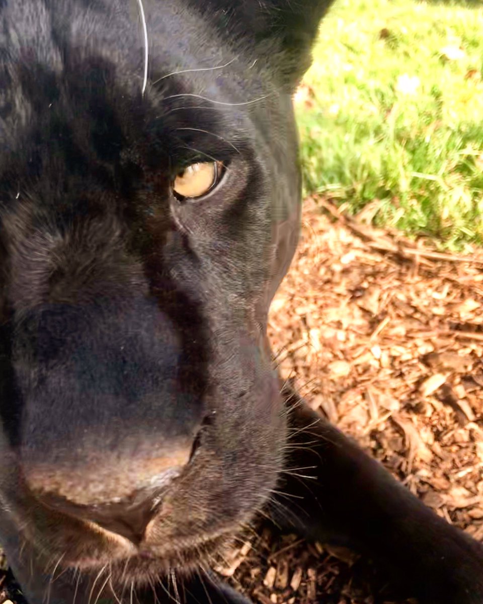 My white whisker moved!! #mayathejaguar 🖤🐾 #bigcatsaboutthehouse #thebigcatsanctuary #caturday #whitewhisker #onewhitewhisker #boopthatsnoop #closeup #picoftheday #animalpics #bigcats #jaguar #pantheraonca @TheBigCatSanct @GilesClark78