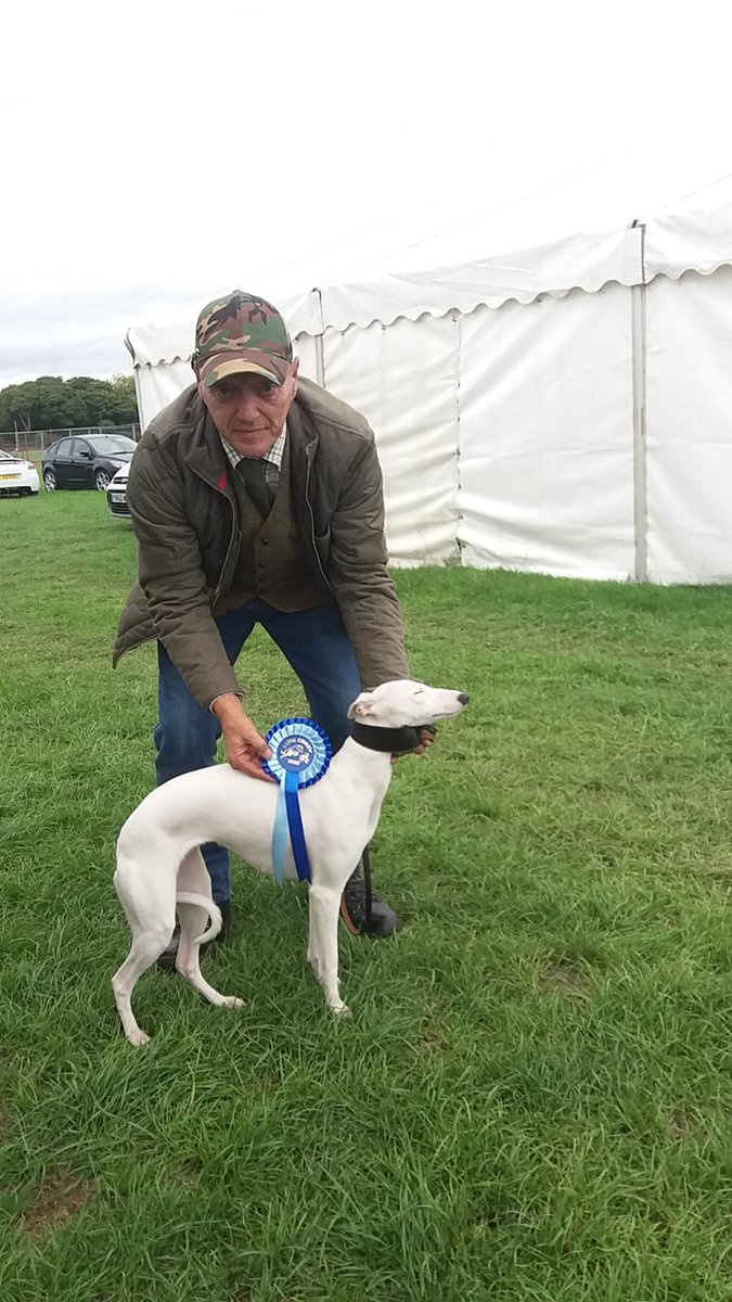 penny meadow whippets
