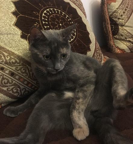 Alerte Animaux Perdu On Twitter Perdu Chat Gris Nommé