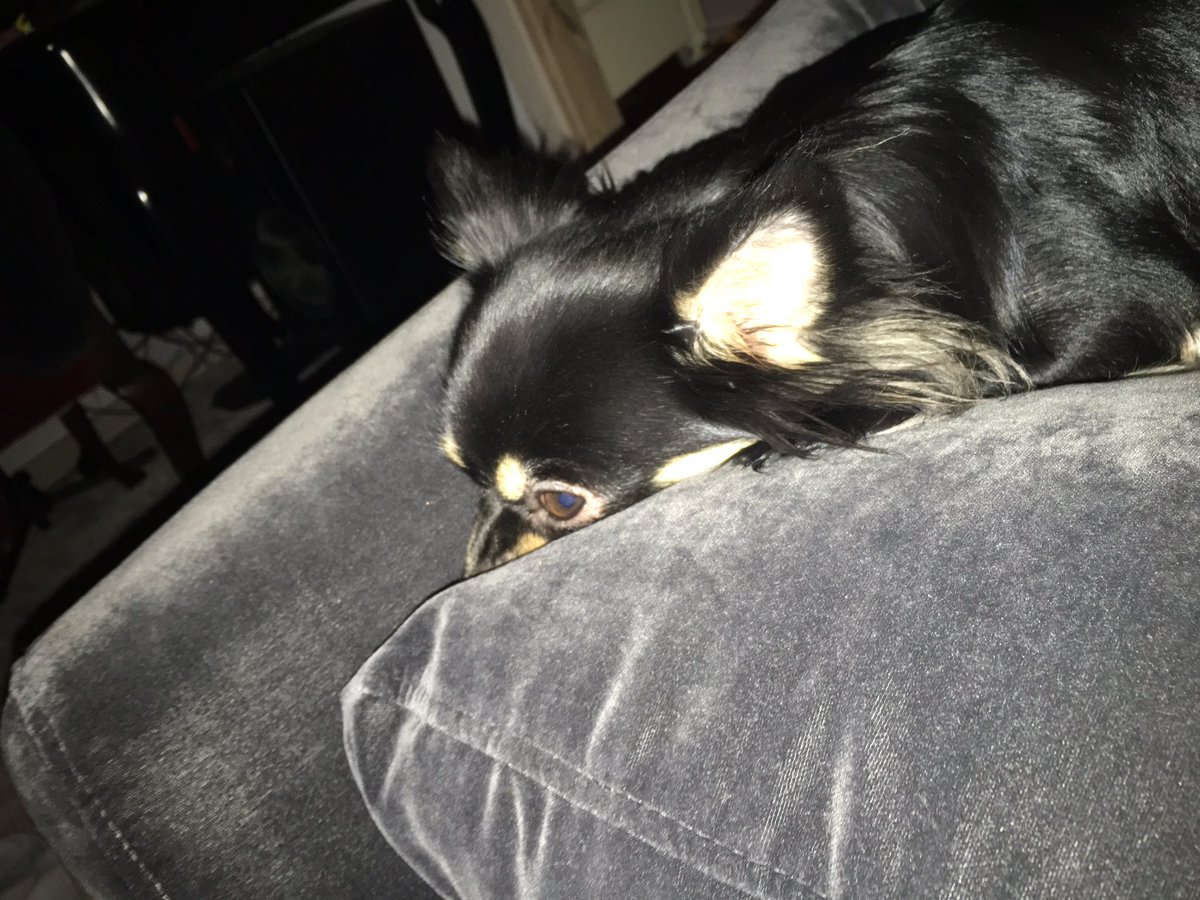 MorJetteMerete's tweet photo. Lille Gizmo https://t.co/Z5B60RGT6m
