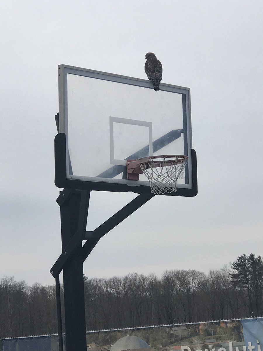 PeterFahey_'s tweet photo. Leaving my apartment in Storrs to participate in Huskython and I saw this bird. Got a little too close and accidentally spooked it. It had large wings that allowed for rapid lift from its perch on top of the basketball hoop. #TweetID #birdclass https://t.co/P9wg0iSlGq