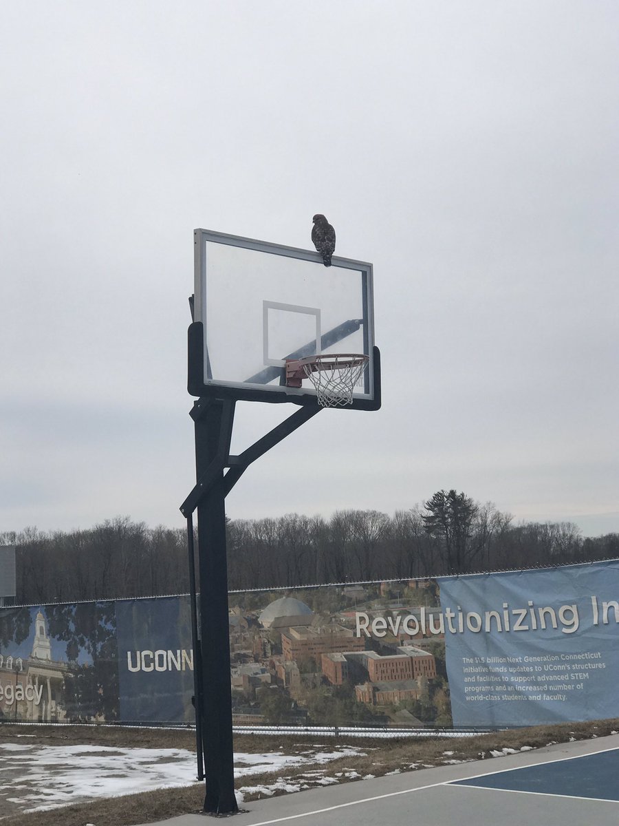 PeterFahey_'s tweet photo. Leaving my apartment in Storrs to participate in Huskython and I saw this bird. Got a little too close and accidentally spooked it. It had large wings that allowed for rapid lift from its perch on top of the basketball hoop. #TweetID #birdclass https://t.co/P9wg0iSlGq